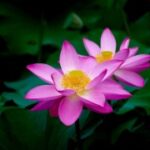 胜天国际app下载的社区互动:结识志同道合的朋友 4p85zfsim