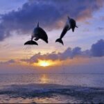 赏金国际app的社区互动:与其他用户分享经验与技巧 gl99gy4vh