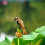 赏金国际H5的盈利模式与商业价值分析 k9d31